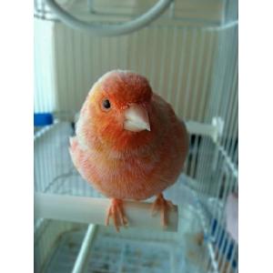 CAGE BIRD PRODUCTS Image