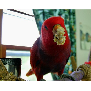 NESTLING FOOD and EGG FOOD Image