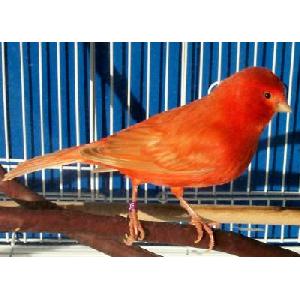 CANARY, SIZE G, Standard Size Image