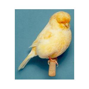 CANARY, SIZE J, Large Size - 3.30mm Image