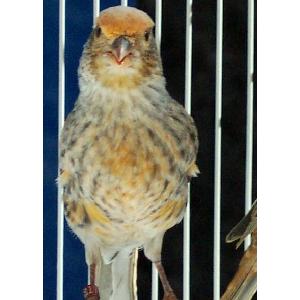 BIRD LEG BANDS - PLASTIC Image