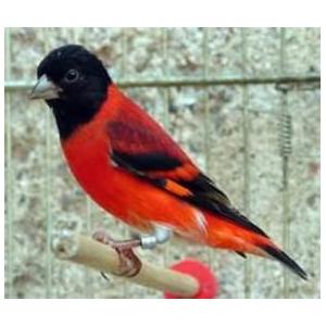 FINCH, SIZE A-E  2.16mm - 2.84mm Image