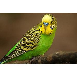 PARAKEET and DIAMOND DOVE, SIZE K Image