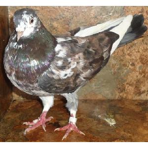 PIGEON BANDS, ROLLER, HOMER, FEATHER LEG Image