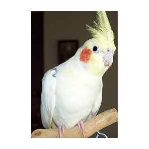 COCKATIEL Image