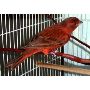 SEED CUPS – FEEDERS and HOLDERS Image