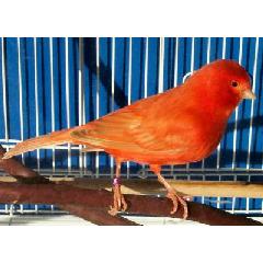 CANARY, SIZE G, Standard Size Image