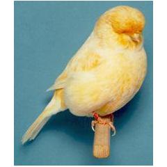 CANARY, SIZE J, Large Size - 3.30mm Image