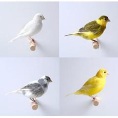 CANARY, SIZE E, Small Image