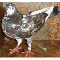 PIGEON BANDS, ROLLER, HOMER, FEATHER LEG Image