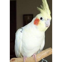 COCKATIEL Image