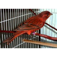 SEED CUPS – FEEDERS and HOLDERS Image